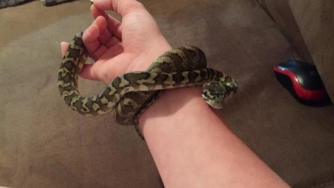 Why are you afraid of snakes?