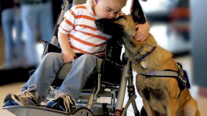 Can a support dog compete in shutzhund?