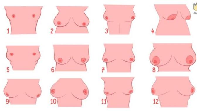 What's my breast shape?