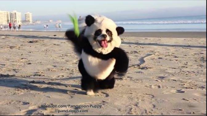 Thinking about a Panda Puppy outfit as a gag gift for my sister's dog - stupid idea or not?