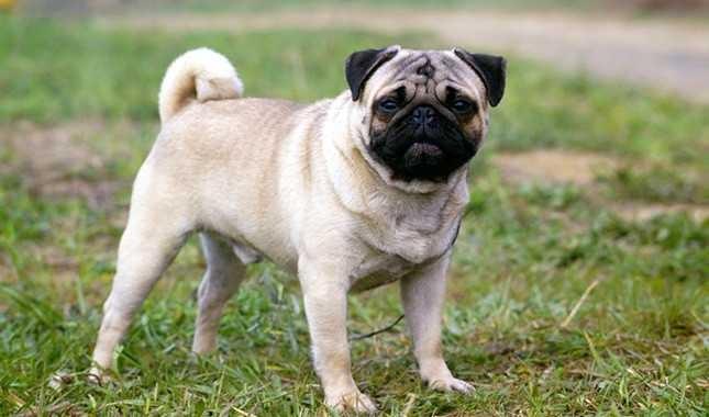 What kind of dog should I get??
