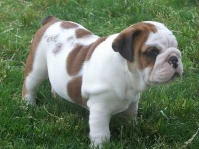 What kind of dog should I get??