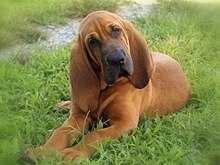 What kind of dog should I get??