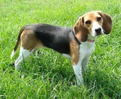 What kind of dog should I get??