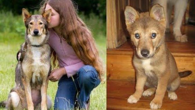 Thoughts on cloning your pets?