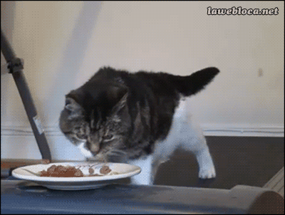 To pet owners, How often do you feed your pet?
