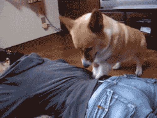 To pet owners, How often do you feed your pet?