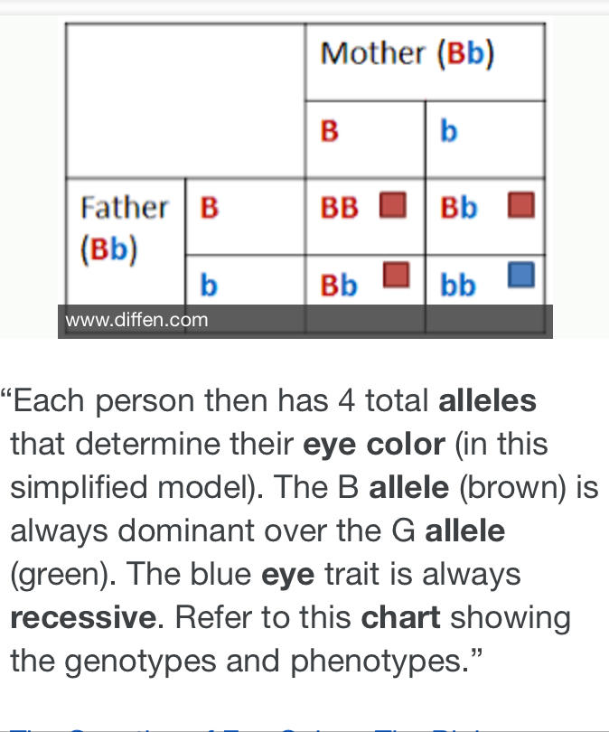Why do whites have more diversity in hair and eye colors?