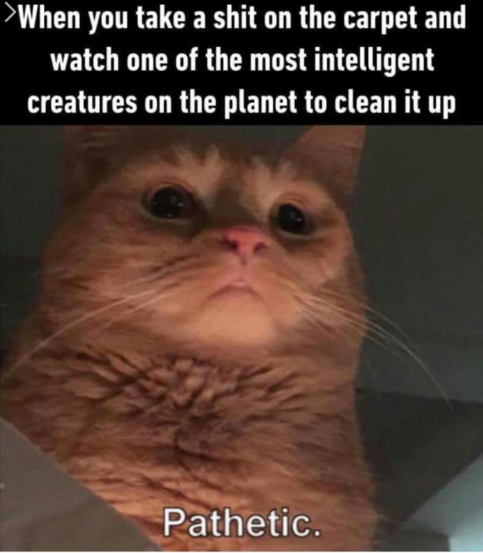 What do you think of this meme?