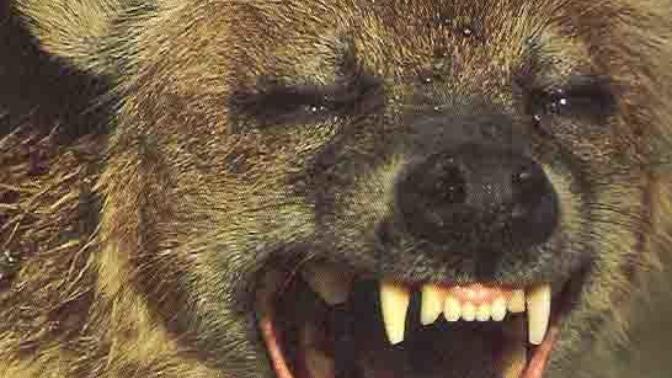 Do all girls laugh like a pack of wild hyenas when they are together?