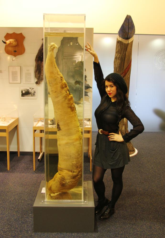 Would you visit the Icelandic penis museum?