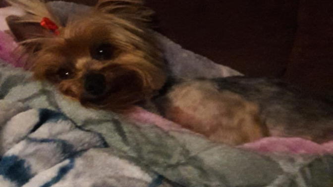 I can not seem to potty train my 2 year old yorkie, what should I do?