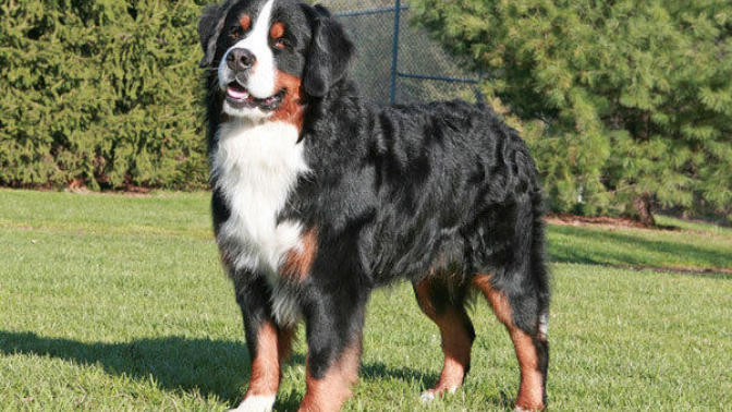 What's your favorite dog breed? And why?