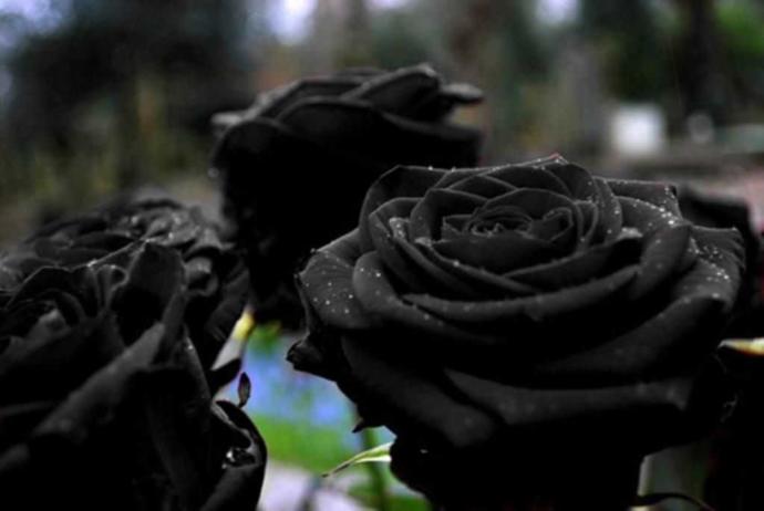 Black rose meaning??