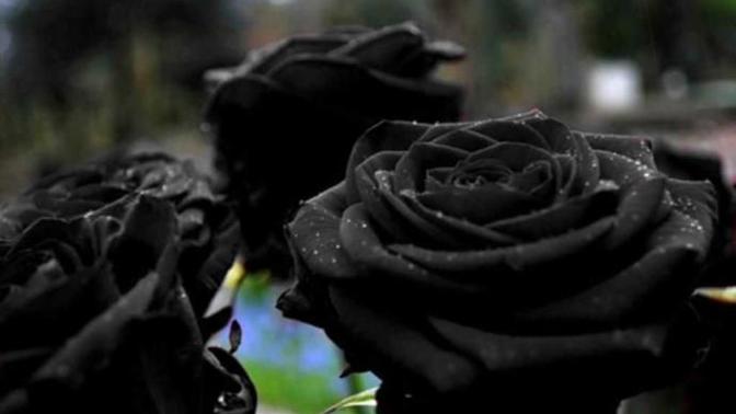 Black rose meaning?
