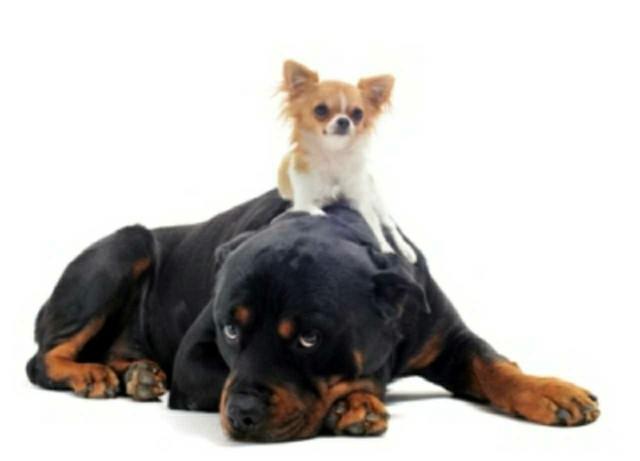 Does the size of a Guy's dog matter?