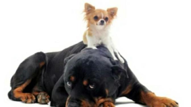 Does the size of a Guy's dog matter?