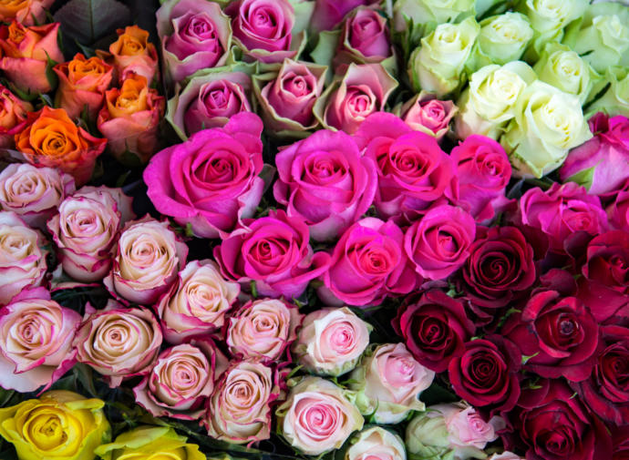 Should I send Roses to my ex-wife for Valentines Day? No, ulterior motive, out of respect for nearly 21 years of marriage & three brilliant children?