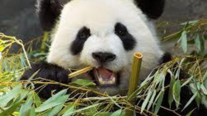 What is your favorite animal? And what pets do you have at home?