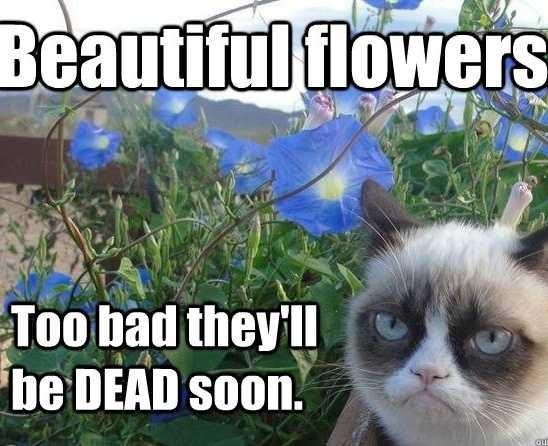 Am I the only person who don't like to receive flowers?
