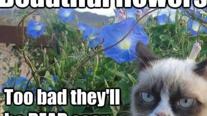 Am I the only person who don't like to receive flowers?
