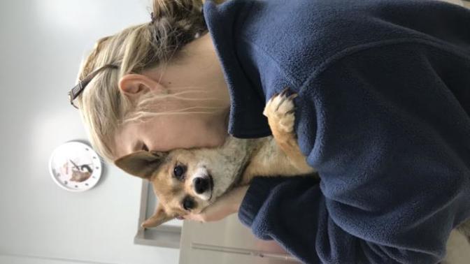 How do I deal with my dogs death?