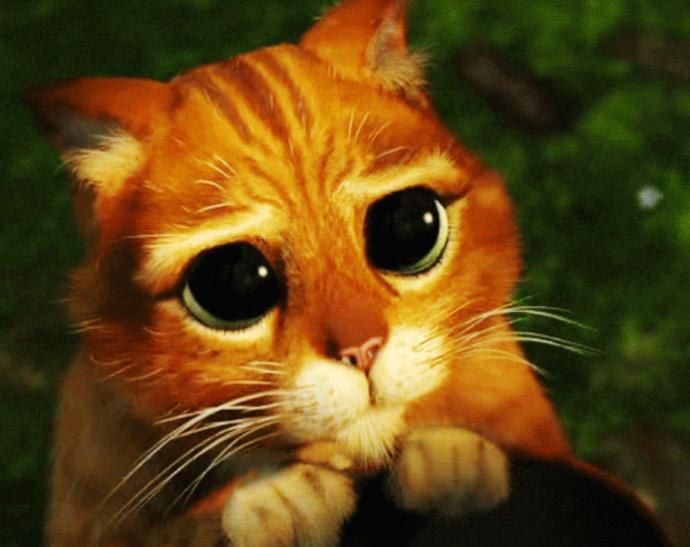 Do puppy dog eyes work on you?