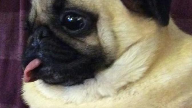 Do you think this Pug is cute?