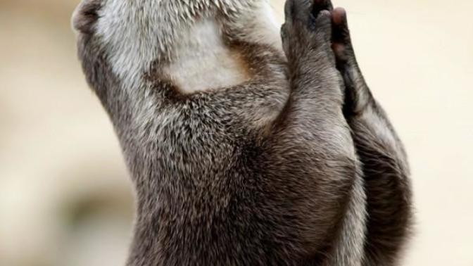 Do you think animals have religions?