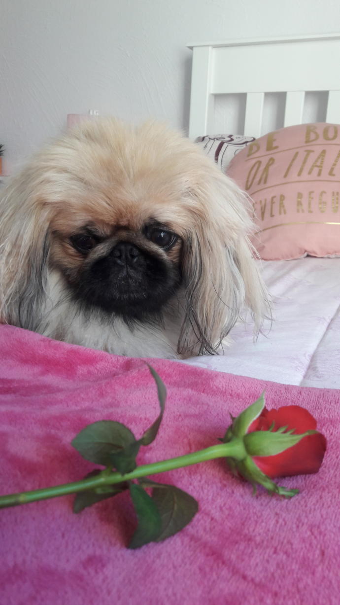 Is it normal to give your dog a Valentine's Giftπ·π?