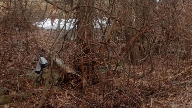 What kind of sick bastard puts their underwear in a tree outside an elementary school?
