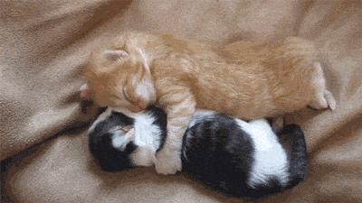 Veterinary Clinic In Ireland to Hire A Professional ‘Cat Cuddler’ What are your thoughts about this? Who's going to Ireland with me?