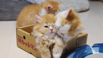Veterinary Clinic In Ireland to Hire A Professional ‘Cat Cuddler’ What are your thoughts about this? Who's going to Ireland with me?