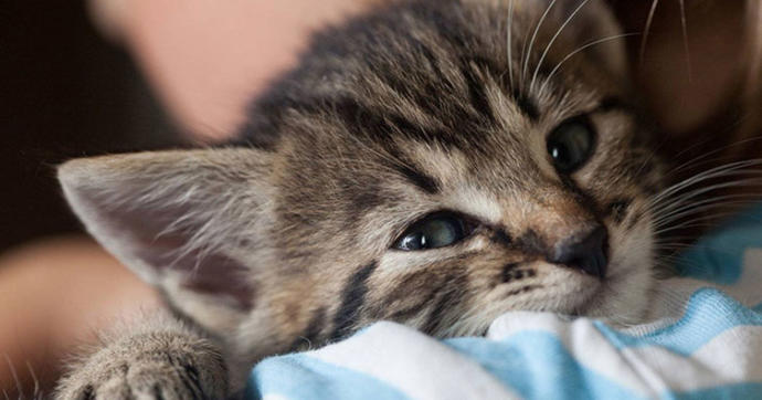 Veterinary Clinic In Ireland to Hire A Professional âCat Cuddlerâ What are your thoughts about this? Who's going to Ireland with me?