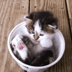 Veterinary Clinic In Ireland to Hire A Professional âCat Cuddlerâ What are your thoughts about this? Who's going to Ireland with me?