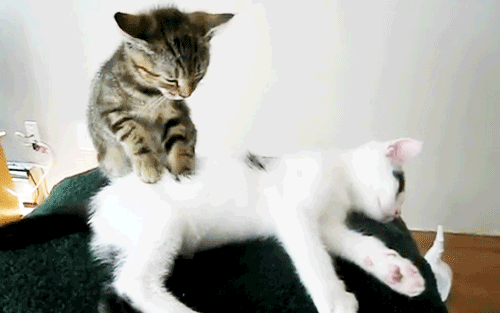 Veterinary Clinic In Ireland to Hire A Professional ‘Cat Cuddler’ What are your thoughts about this? Who's going to Ireland with me?