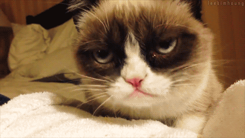 Veterinary Clinic In Ireland to Hire A Professional ‘Cat Cuddler’ What are your thoughts about this? Who's going to Ireland with me?