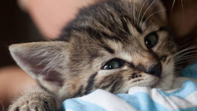 Veterinary Clinic In Ireland to Hire A Professional ‘Cat Cuddler’ What are your thoughts about this? Who's going to Ireland with me?