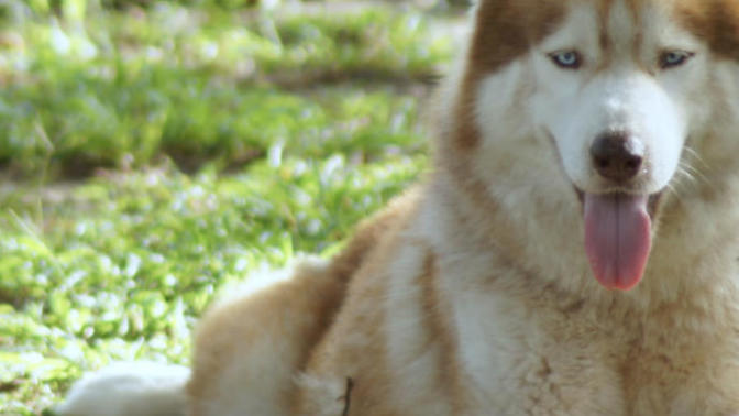 My Soon To Be Step-Dad Wants To Get Rid Of Our Family Dog?