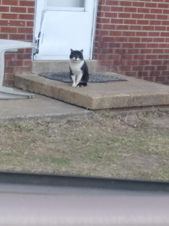 Are cats a-holes or they just have us humans trained really well?
