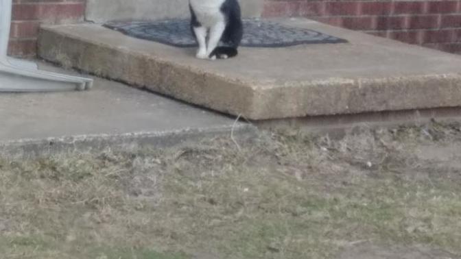 Are cats a-holes or they just have us humans trained really well?