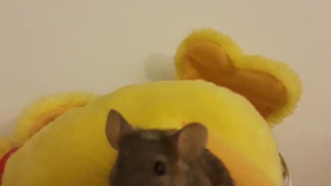 How is my mouse perfectly fine now?