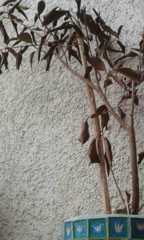 I've killed the PLANT 🌿. Am I a bad person??