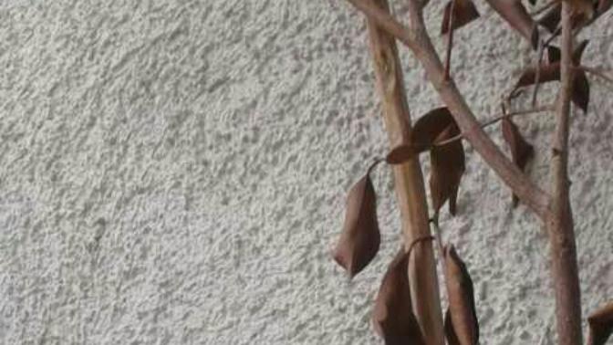 I've killed the PLANT 🌿. Am I a bad person?