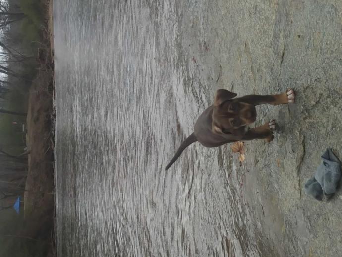Think she will become a good fishing water dog??