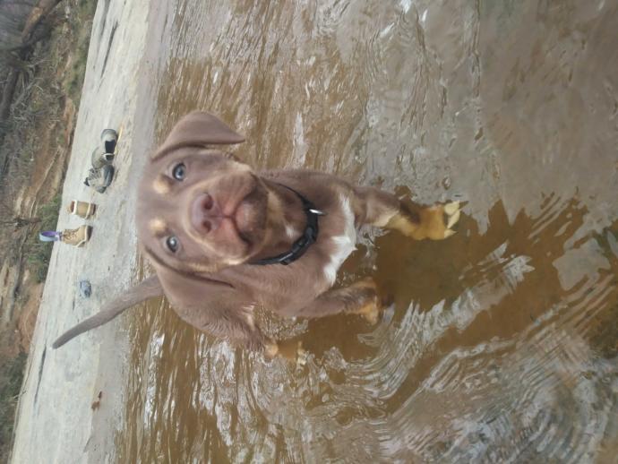 Think she will become a good fishing water dog??