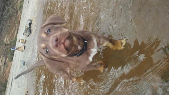 Think she will become a good fishing water dog?