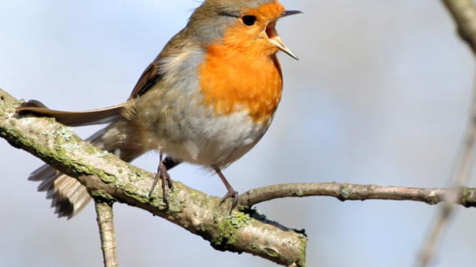 Do you like the sound of birds chirping?