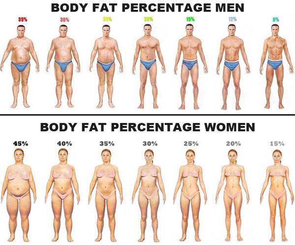What is your body fat ratio(%)?