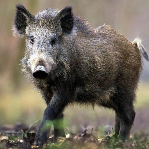 Excluding meat from cows chickens or pigs. Which one is your favorite meat??